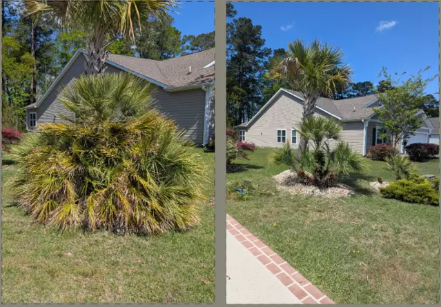 Before and after of palm trimming completed by Mako Property Solutions
